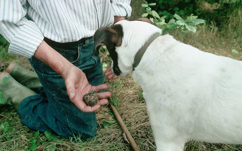 perro de trufa